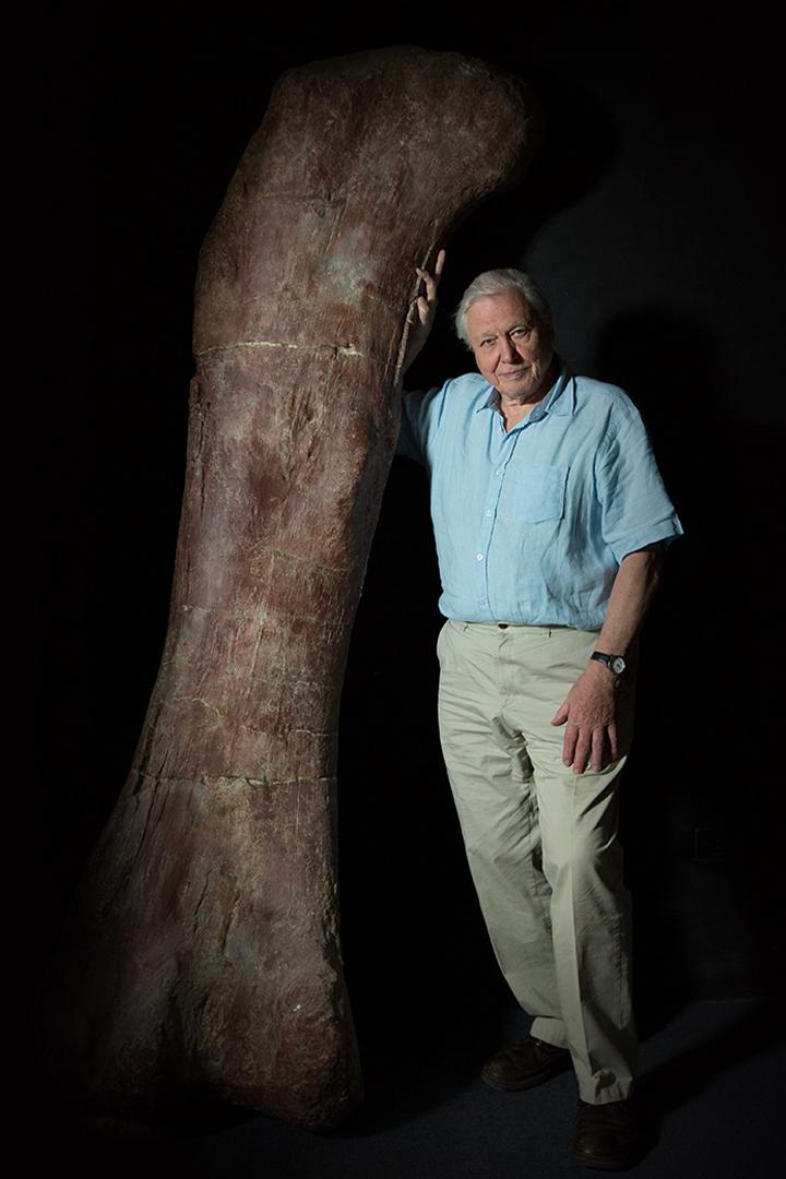 Аттенборо и гигантский динозавр (attenboro-i-gigantskij-dinozavr) Документальный фильм