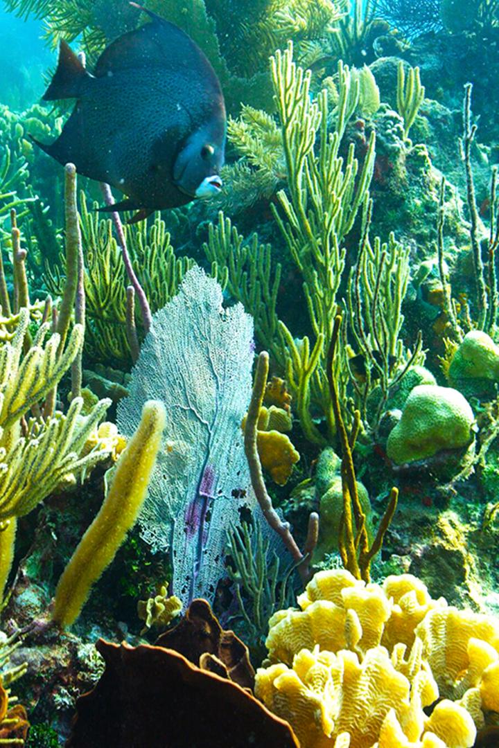 Treasure of the Caribbean (treasure-of-the-caribbean) Документальный фильм