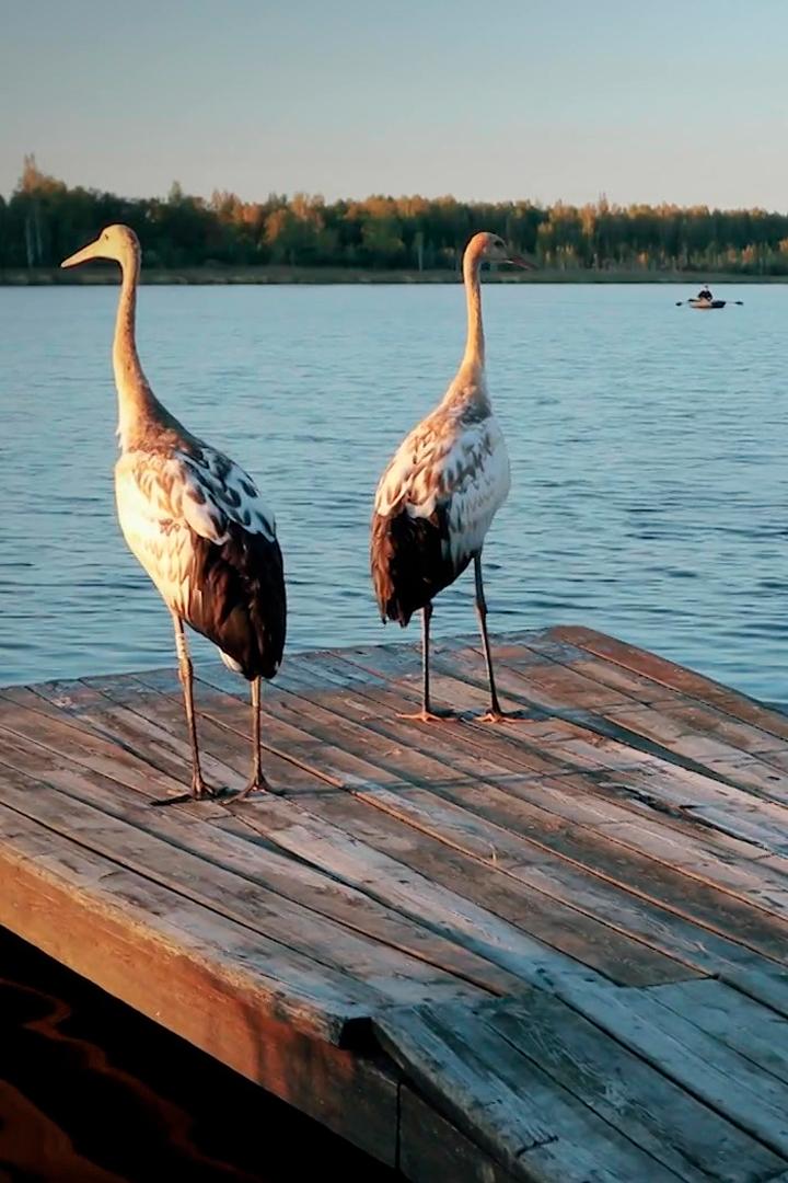 Тайны Хинганского заповедника (tajny-hinganskogo-zapovednika) Документальный фильм