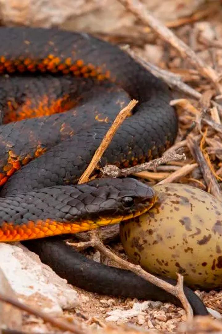 Змеи-убийцы (zmei-ubijtsy) Документальный фильм