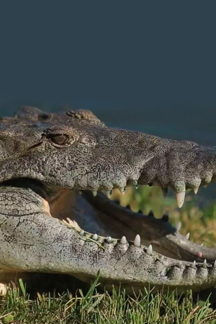 Когда хищники атакуют (kogda-hischniki-atakujut) Документальный сериал