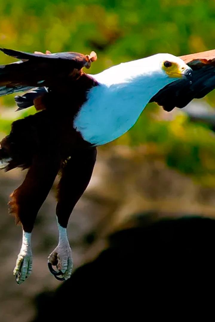 Неудачи хищников (neudachi-hischnikov) Документальный сериал