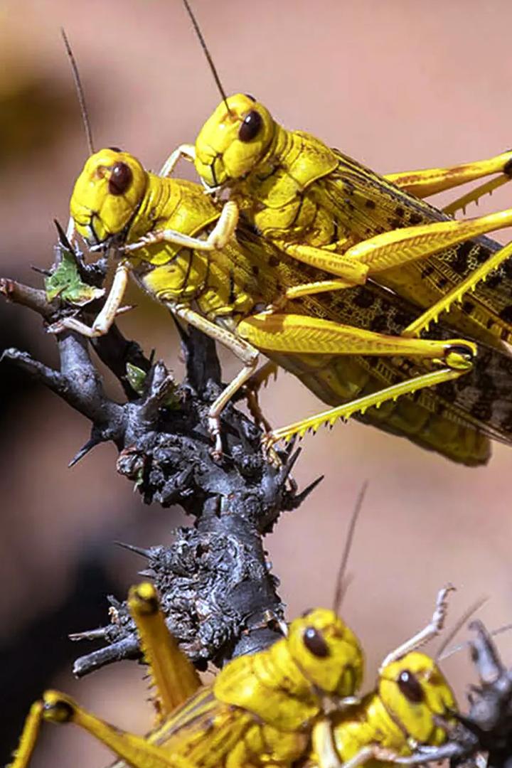 Природа против человека (priroda-protiv-cheloveka) Документальный сериал