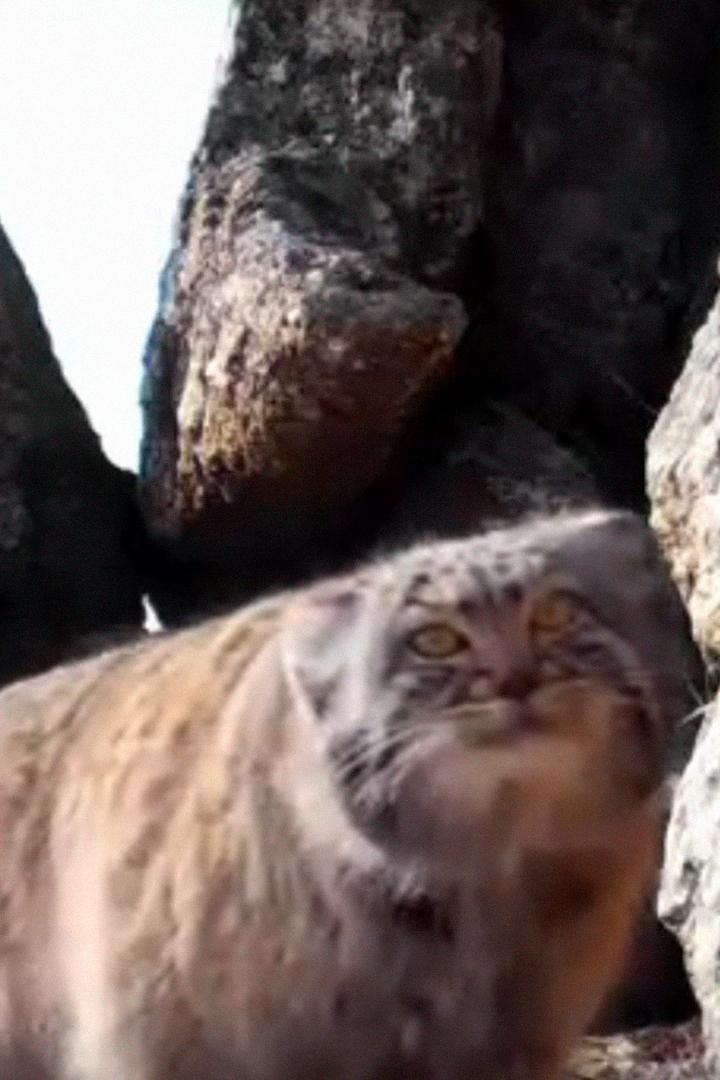 По следам манула. Забайкальский край (po-sledam-manula-zabajkalskij-kraj) Документальный фильм