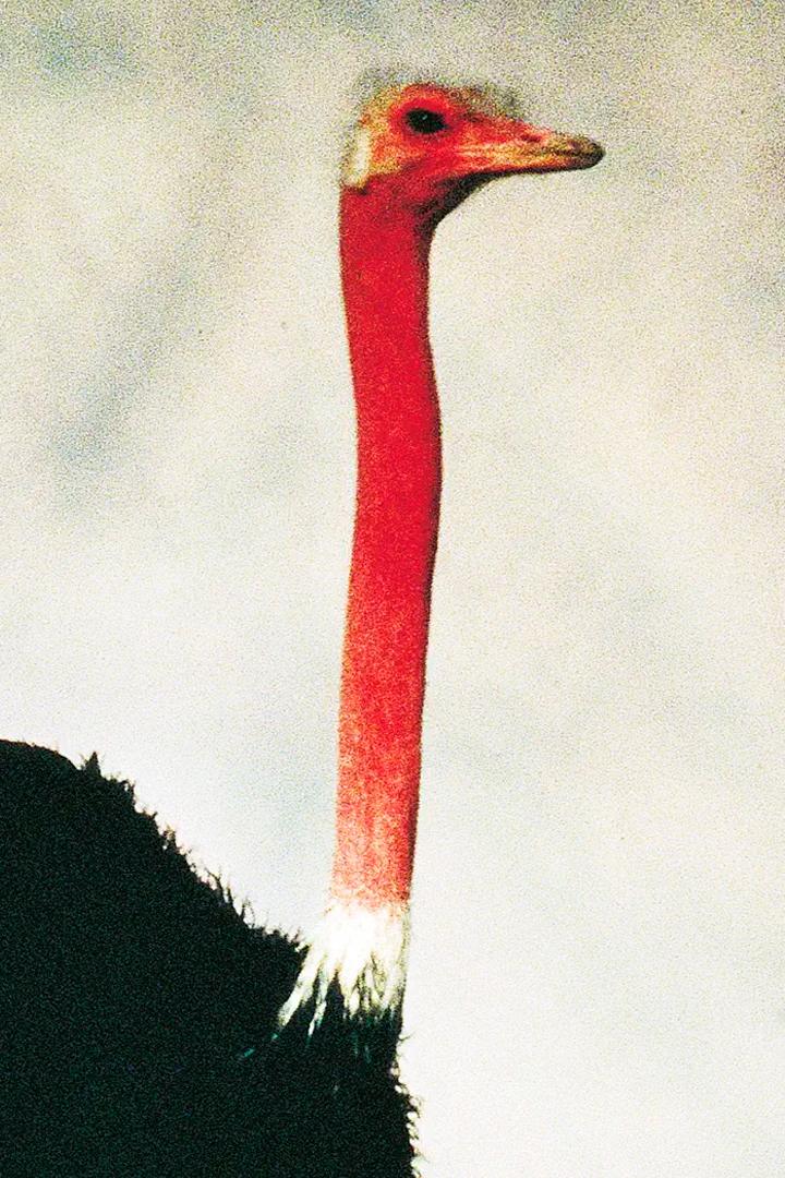 В дебрях Африки (v-debrjah-afriki) Документальный сериал