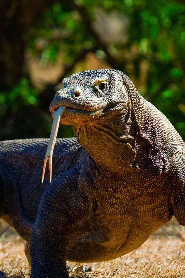 Тайны дикой Азии (tajny-dikoj-azii) Документальный сериал