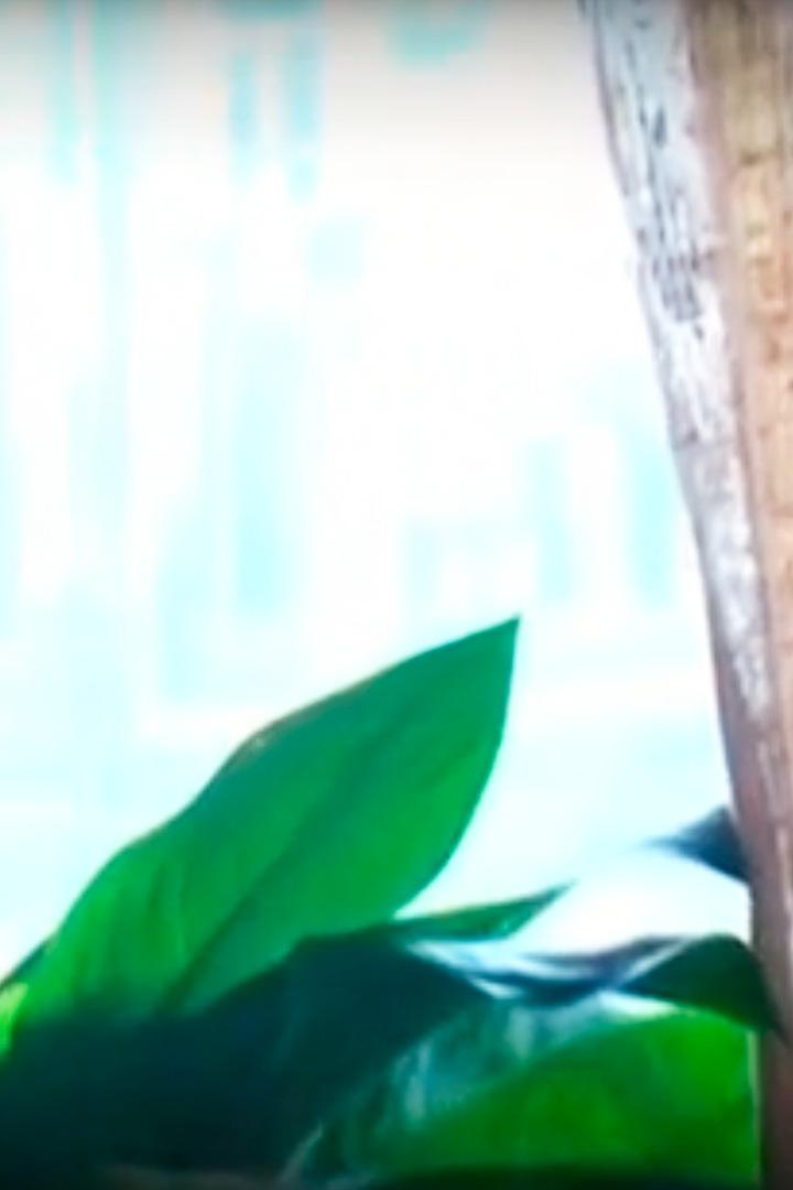 Евгений Стеблов. Признания стеснительного человека (evgenij-steblov-priznanija-stesnitelnogo-cheloveka) Документальный фильм