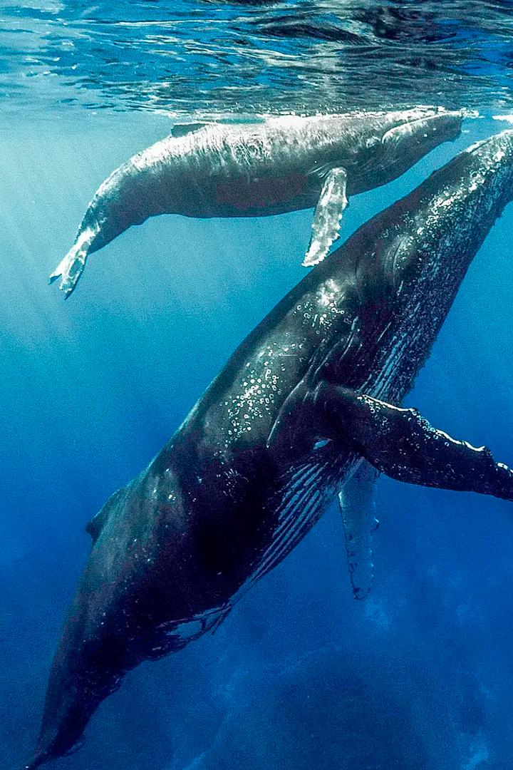 Quand baleines et tortues nous montrent le chemin (quand-baleines-et-tortues-nous-montrent-le-chemin) Документальный фильм