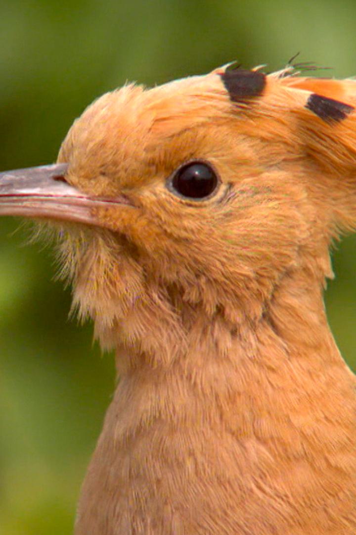 Птицы-охотники (ptitsy-ohotniki) Документальный фильм