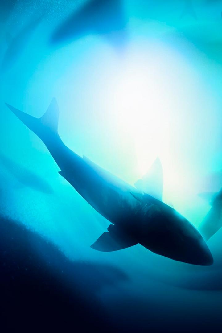 Захватчики побережья (zahvatchiki-poberezhja) Документальный фильм