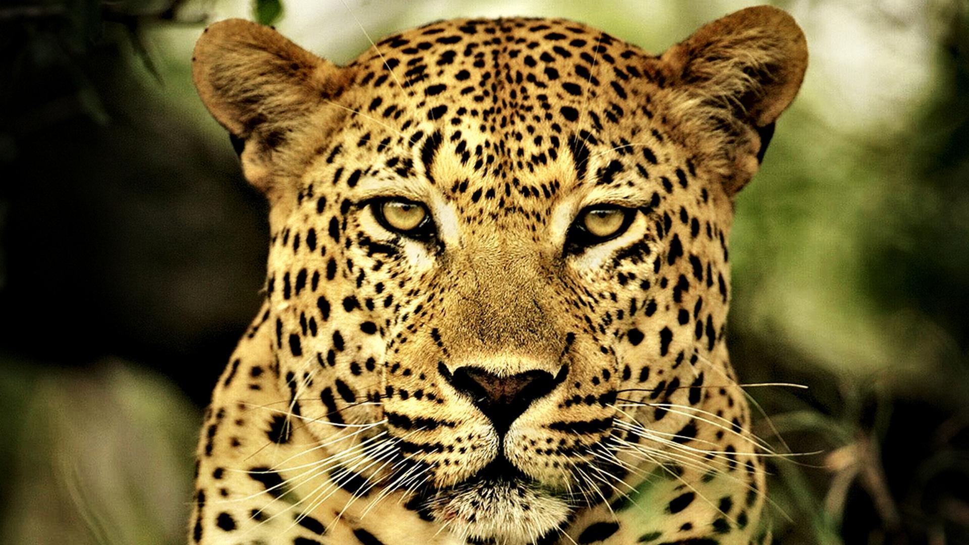 Необычный леопард (neobychnyj-leopard) Документальный фильм