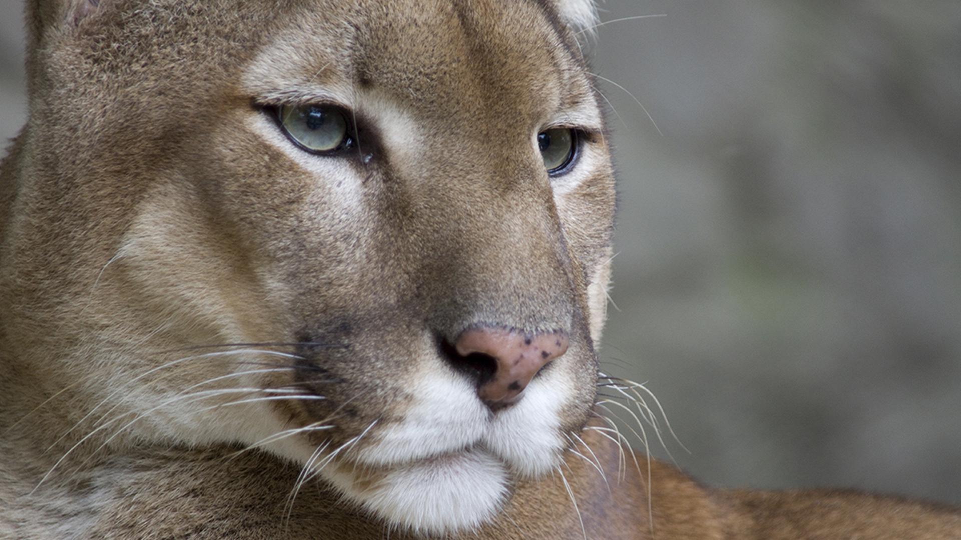 Пума: лев Анд (puma-lev-and) Документальный фильм