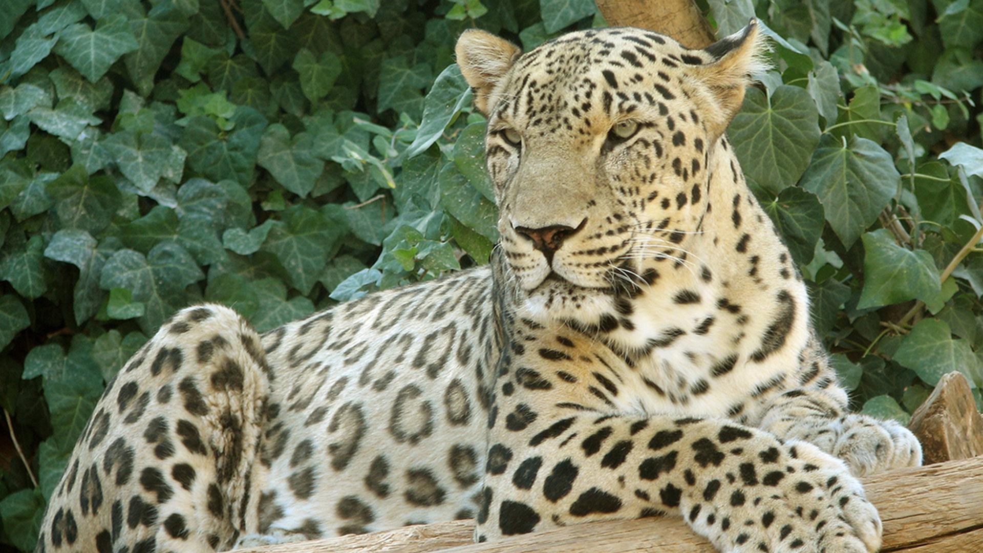 Самый разыскиваемый леопард в мире (samyj-razyskivaemyj-leopard-v-mire) Документальный фильм