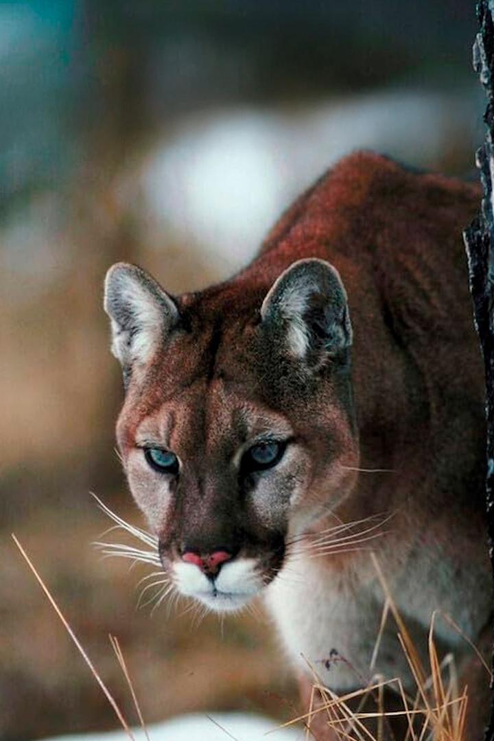 Пума: лев Анд (puma-lev-and) Документальный фильм