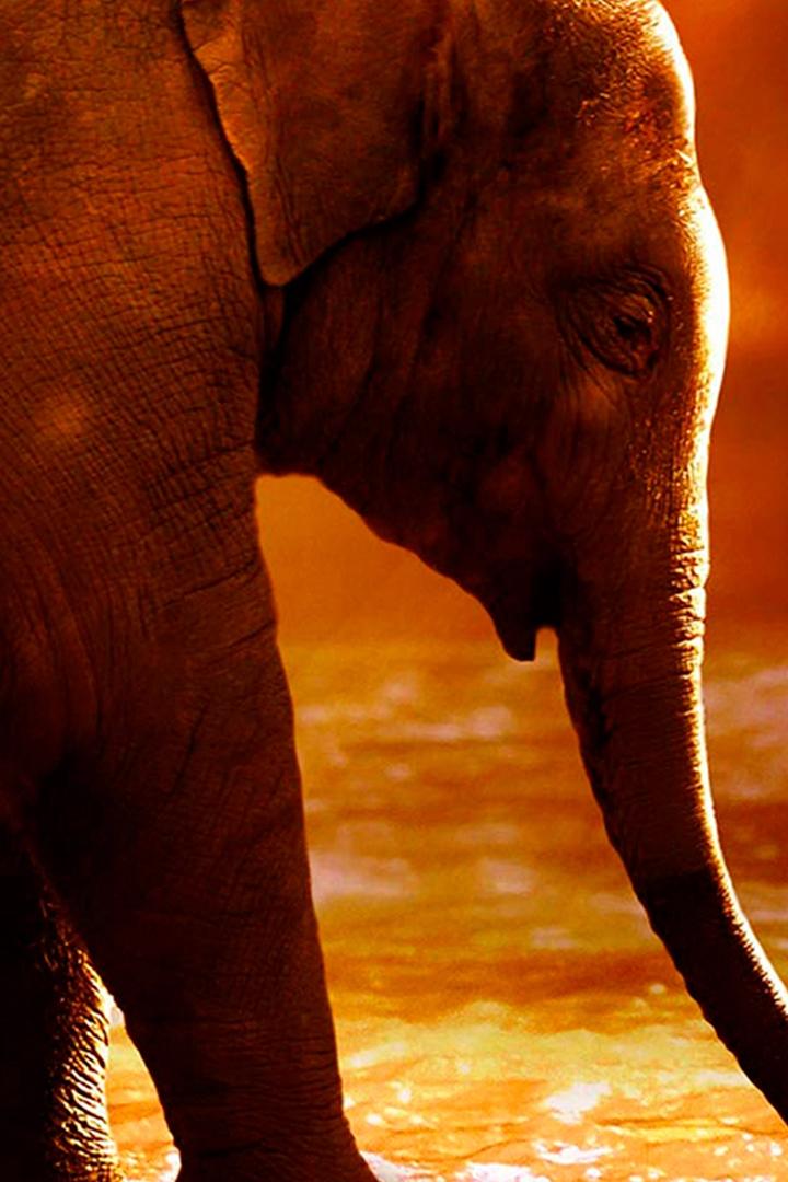 Летняя школа дикой природы (letnjaja-shkola-dikoj-prirody) Документальный фильм