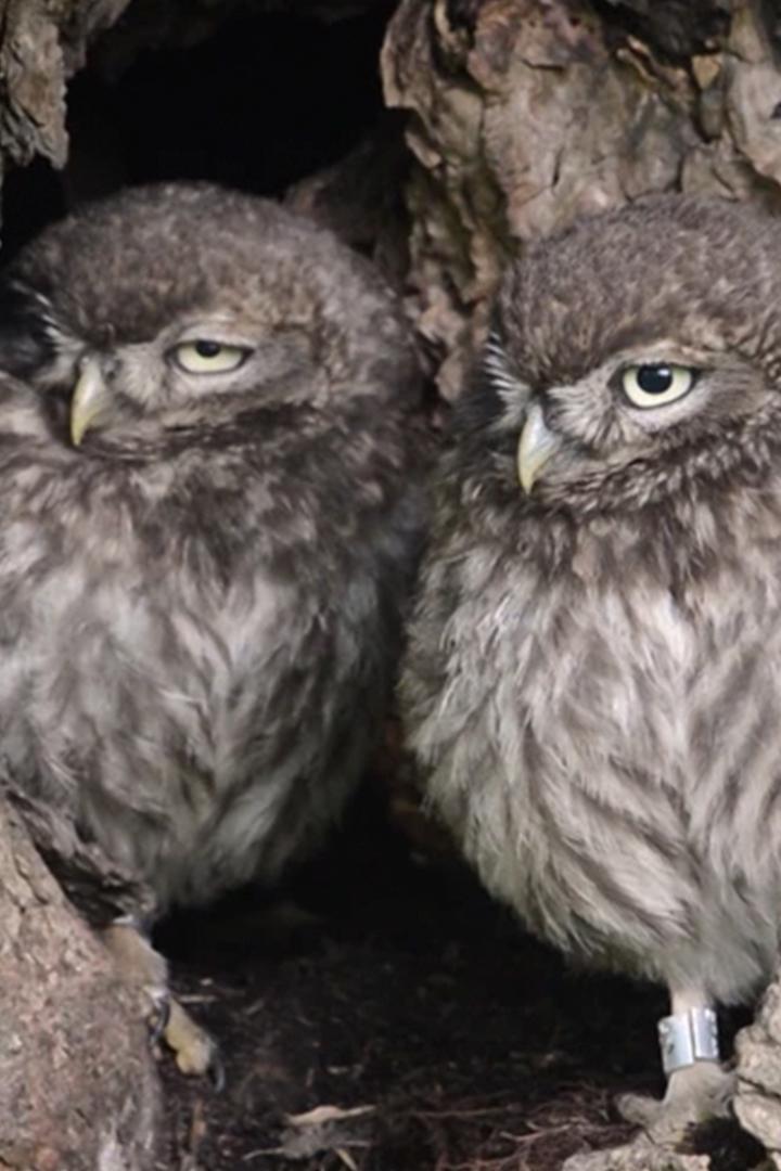 Царство сычика (tsarstvo-sychika) Документальный фильм