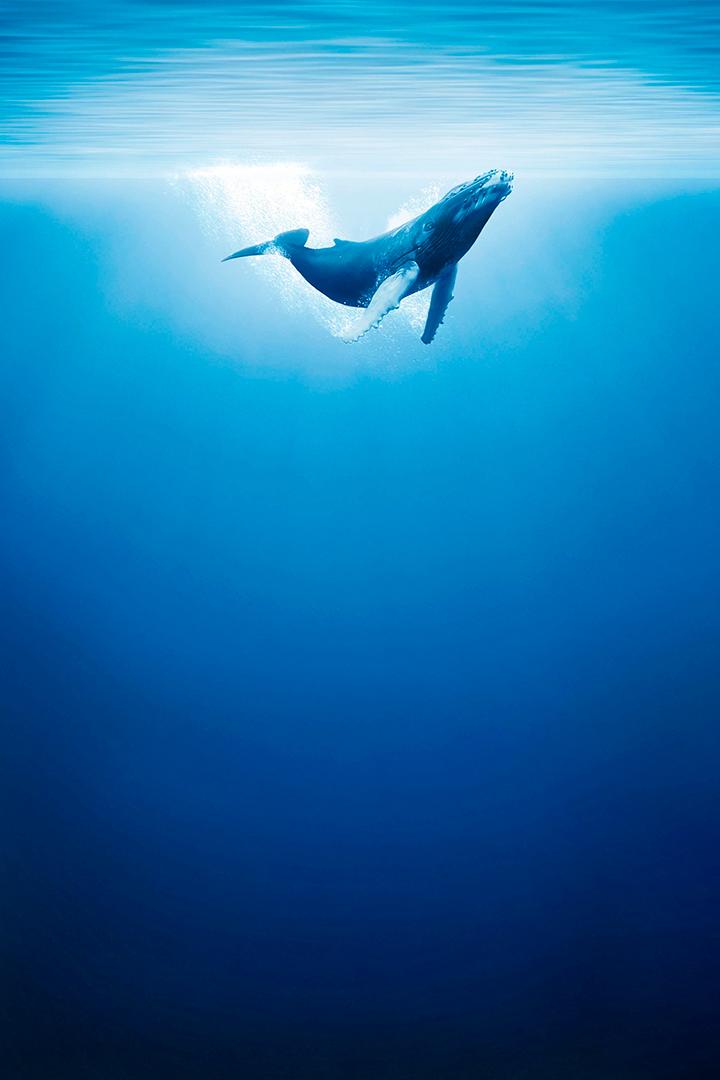 Океаны (okeany) Документальный сериал