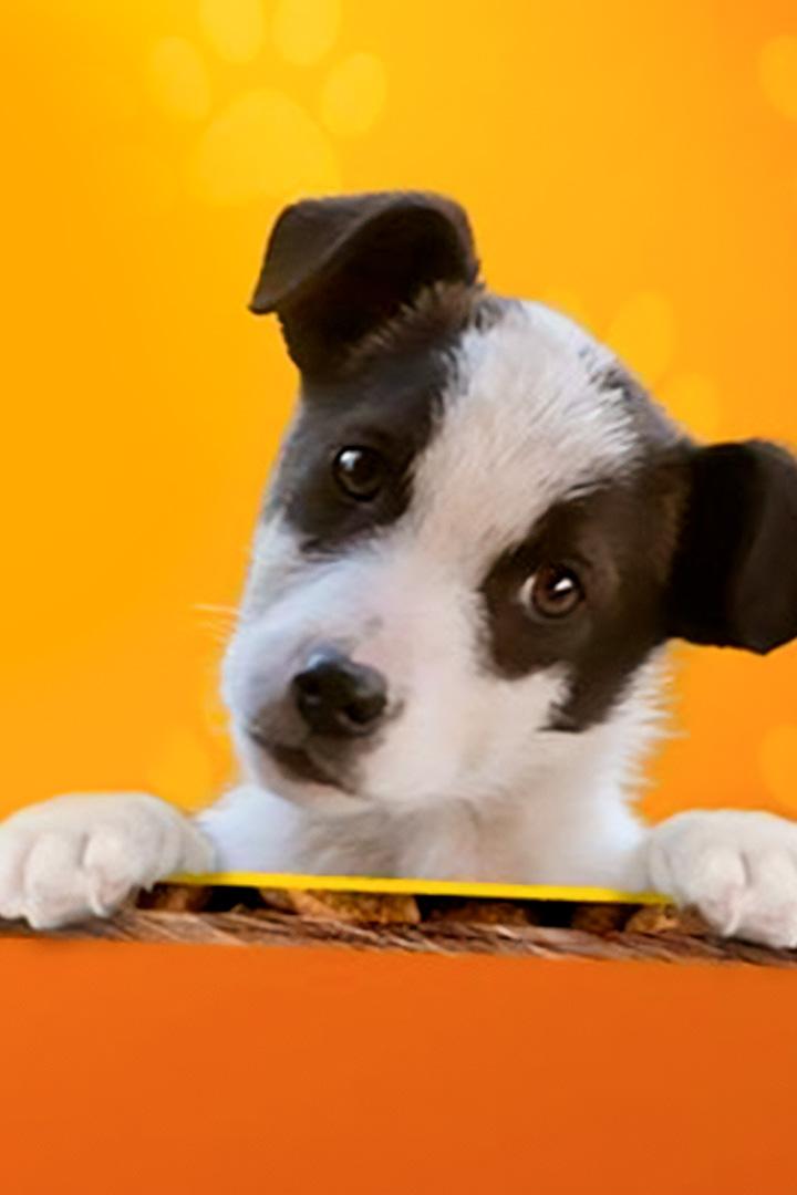 Насколько умна ваша собака? (naskolko-umna-vasha-sobaka) Документальный сериал