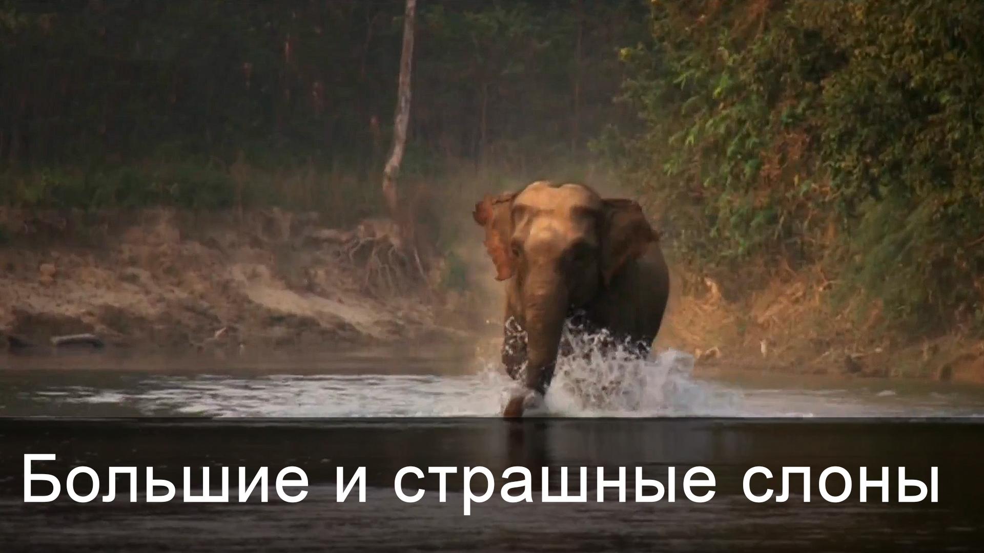 Большие и страшные слоны (bolshie-i-strashnye-slony) Документальный фильм