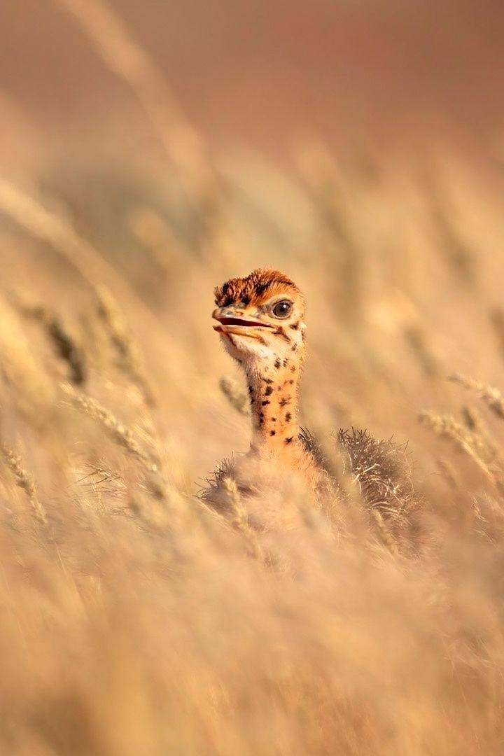 Planète Terre (plante-terre) Документальный сериал