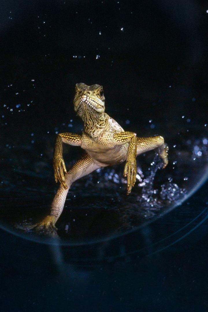 BBC: Жизнь (bbc-zhizn) Документальный сериал