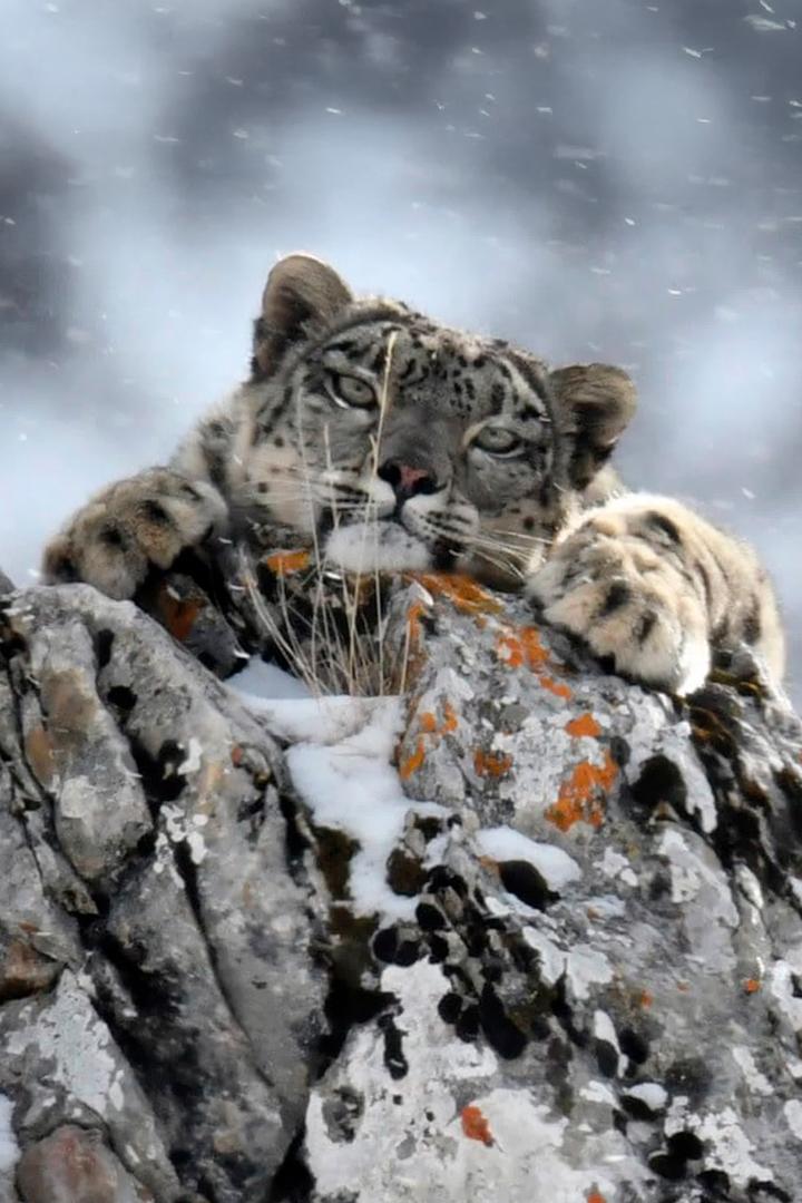 Холодное королевство снежного барса (holodnoe-korolevstvo-snezhnogo-barsa) Документальный фильм