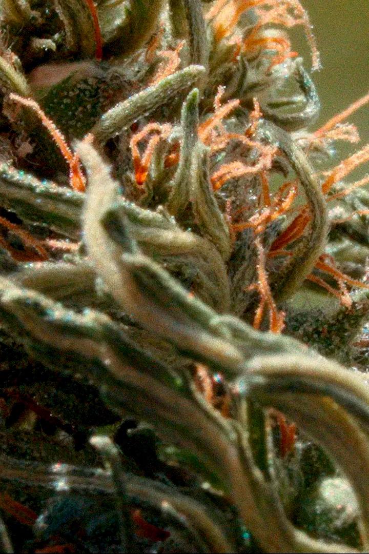 Maroc, le tournant du cannabis médical (maroc-le-tournant-du-cannabis-mdical) Документальный фильм