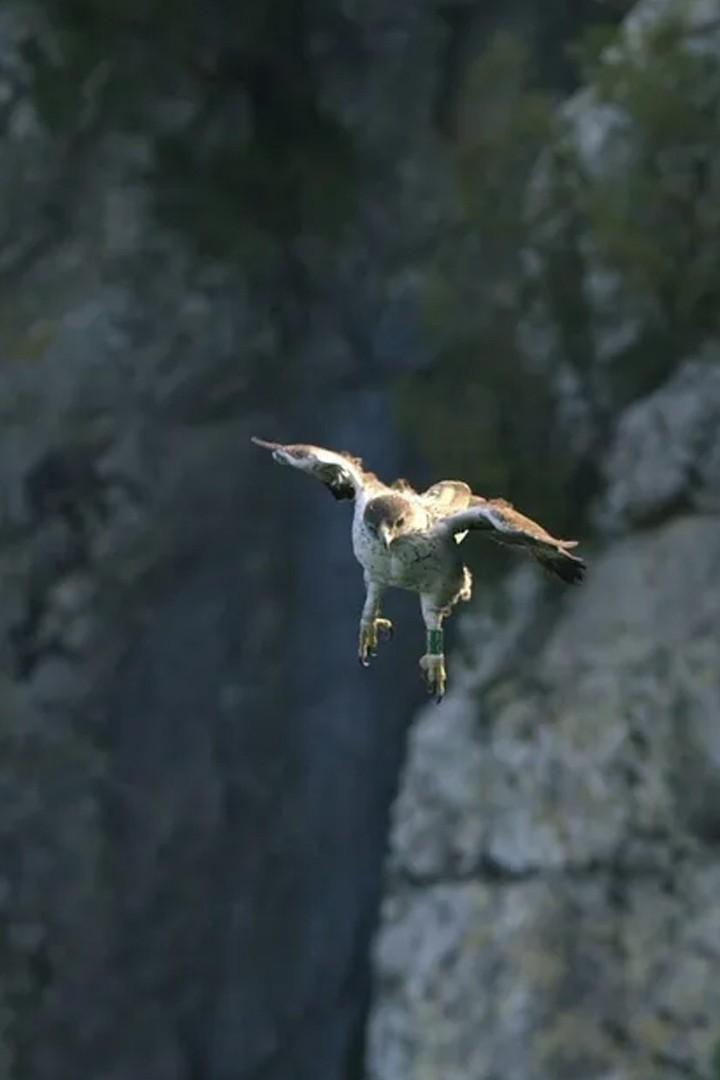 Aigle de Bonelli, le prince des garrigues (aigle-de-bonelli-le-prince-des-garrigues) Документальный фильм