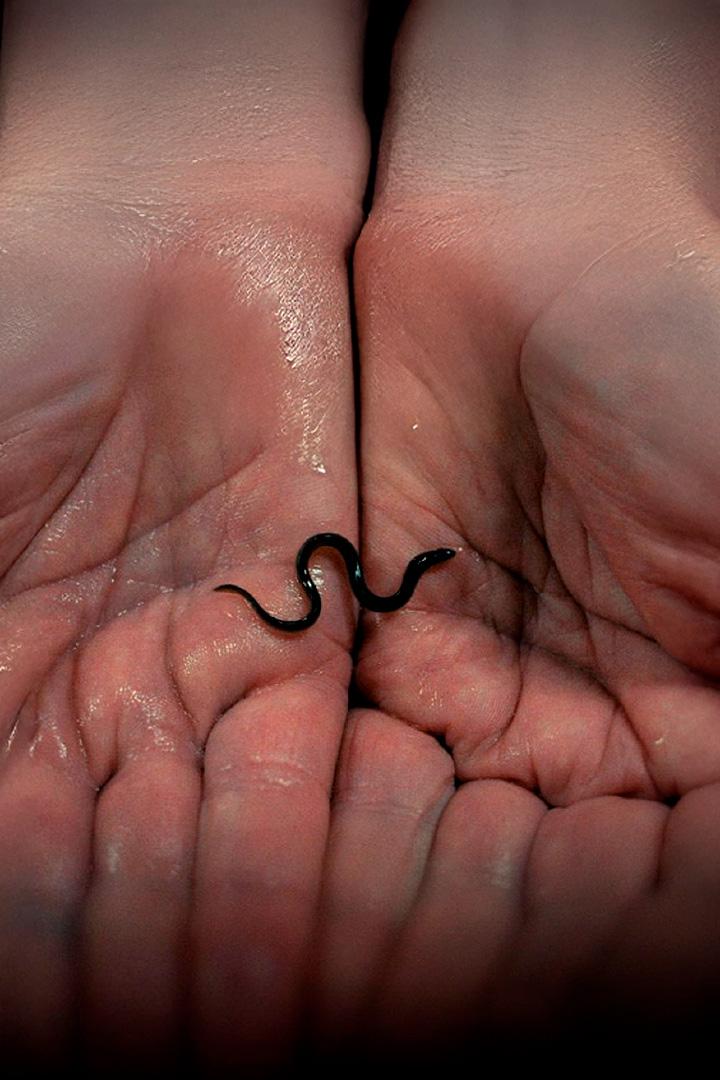 Milliarden Dollar Babies - Große Gewinne mit kleinen Aalen (milliarden-dollar-babies-groe-gewinne-mit-kleinen-aalen) Документальный фильм