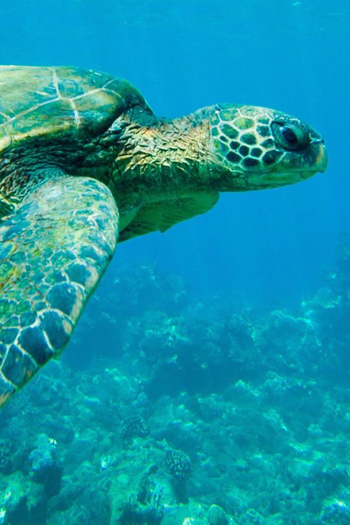 La gran barrera de coral (la-gran-barrera-de-coral) Познавательное