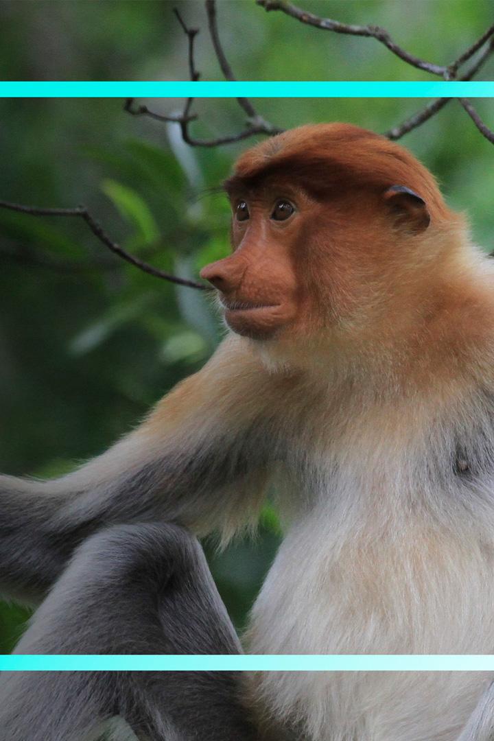 Animales (animales) Документальный сериал