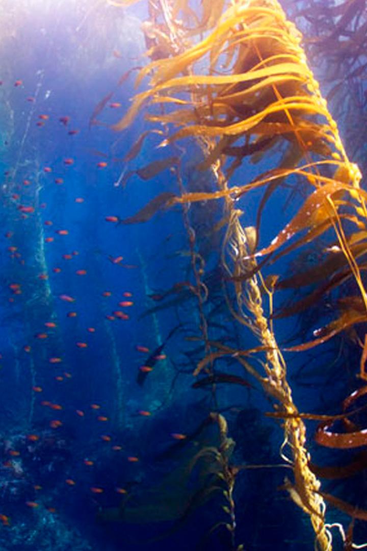 Kelp! I need somebody (kelp-i-need-somebody) Познавательное