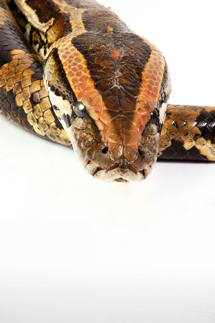 Анаконда: Тихий убийца (anakonda-tihij-ubijtsa) Документальный фильм