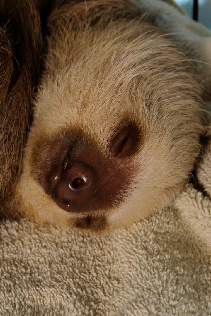 Знакомство с ленивцами (znakomstvo-s-lenivtsami) Документальный сериал