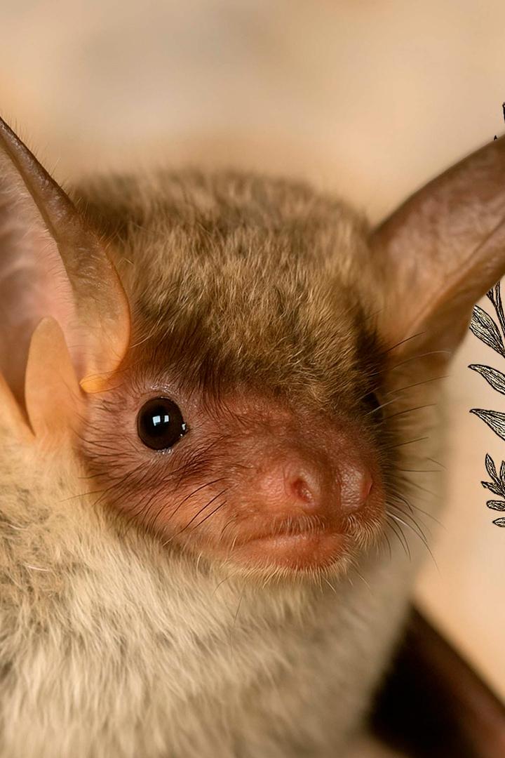 Тайная жизнь летучих мышей (tajnaja-zhizn-letuchih-myshej) Документальный фильм