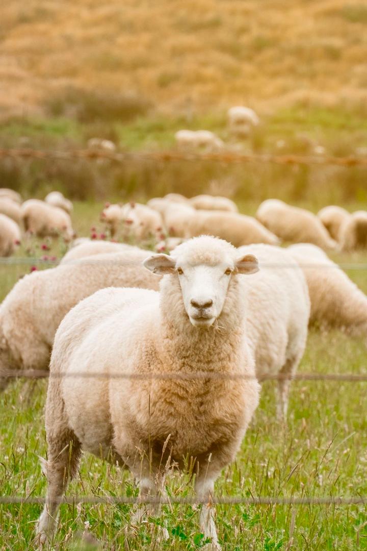 Тайная жизнь обитателей фермы (tajnaja-zhizn-obitatelej-fermy) Документальный сериал