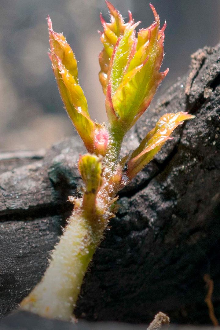 Une forêt renaît de ses cendres (une-fort-renat-de-ses-cendres) Документальный фильм