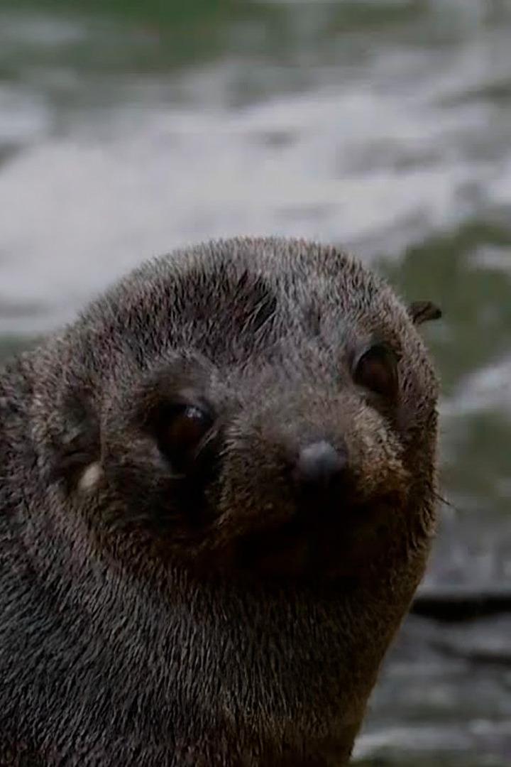 Морские котики: битва за выживание (morskie-kotiki-bitva-za-vyzhivanie) Документальный фильм