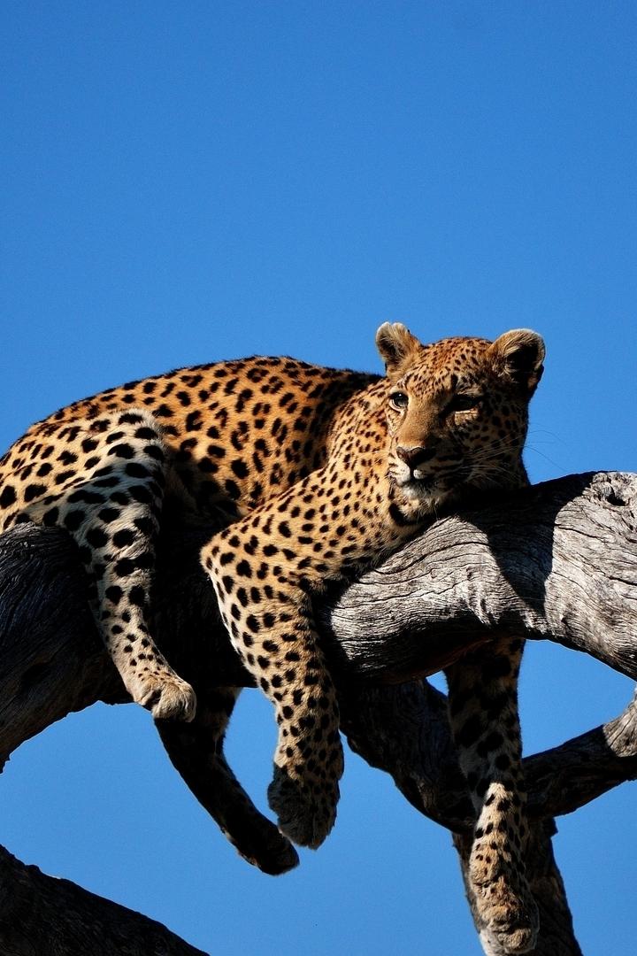 Звериный инстинкт (zverinyj-instinkt) Познавательное