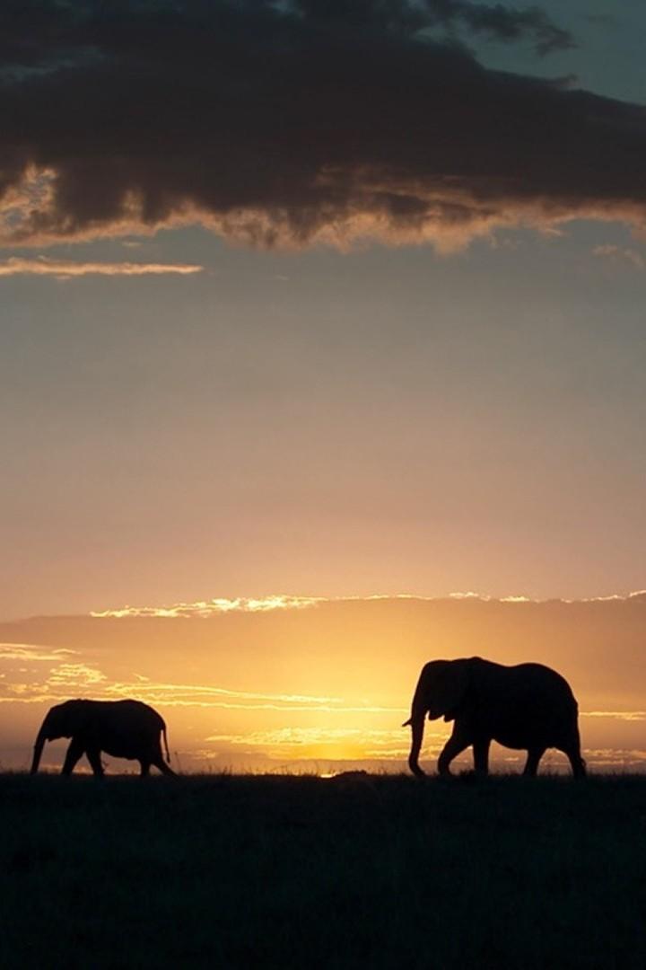 Природные семейные узы (prirodnye-semejnye-uzy) Документальный сериал