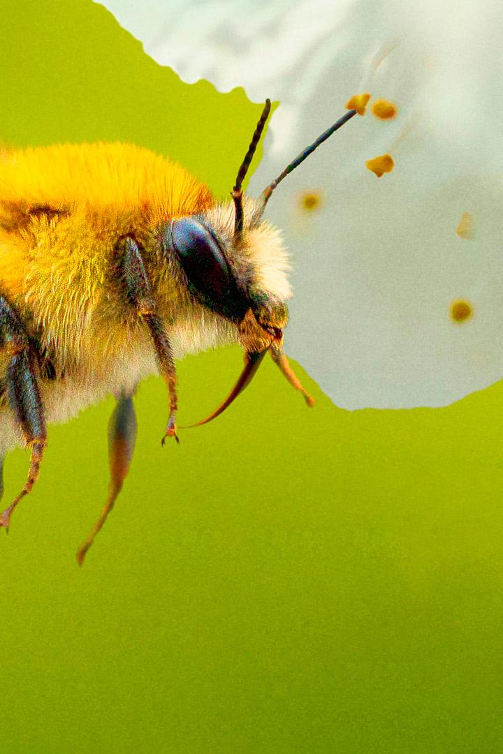 Секреты пчёл (sekrety-pchel) Документальный сериал