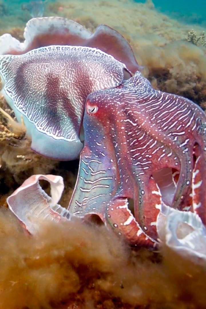 Amours sauvages : Tous les goûts sont dans la nature (amours-sauvages-tous-les-gots-sont-dans-la-nature) Документальный фильм