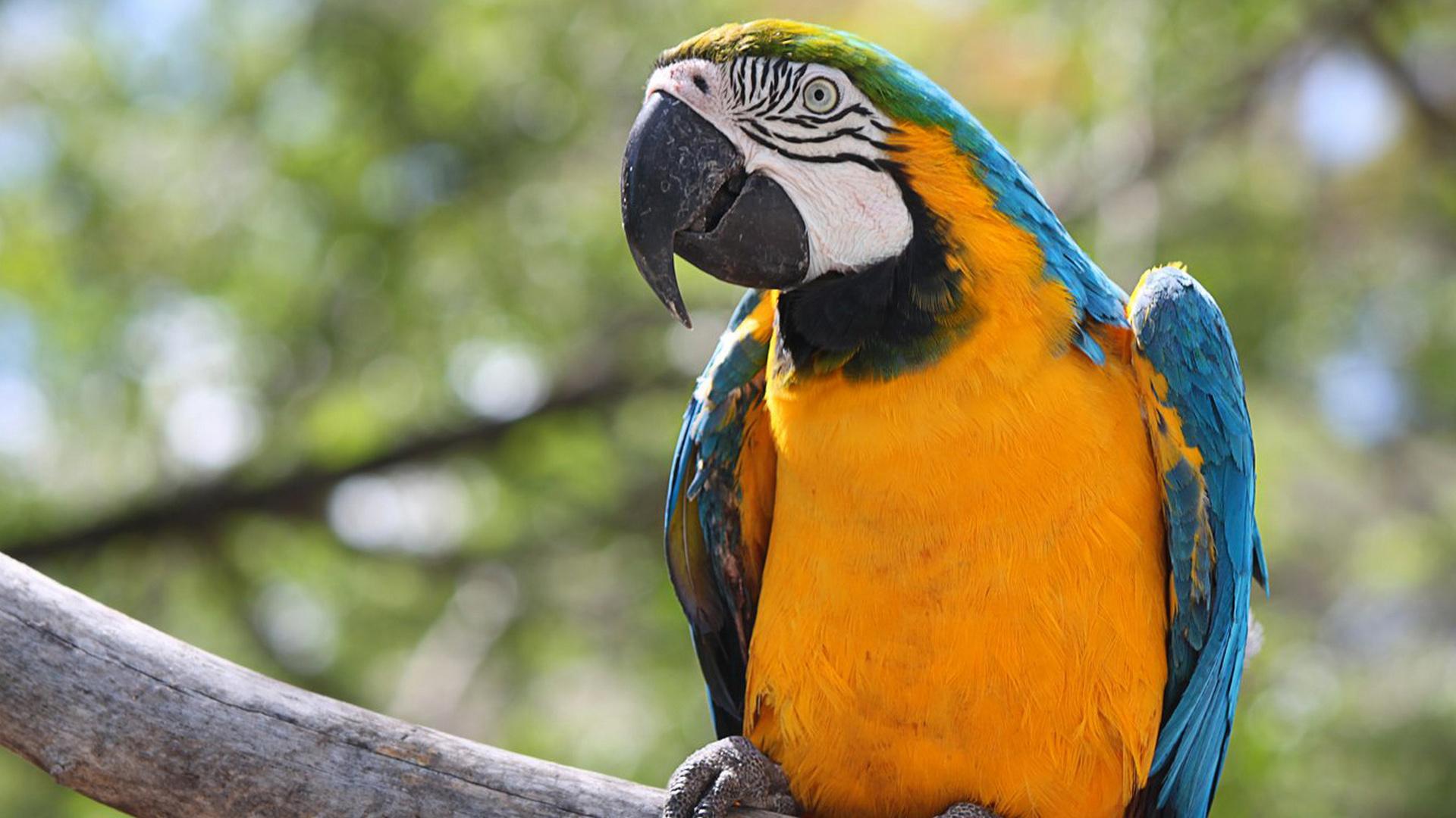 Дикая Бразилия (dikaja-brazilija) Документальный сериал