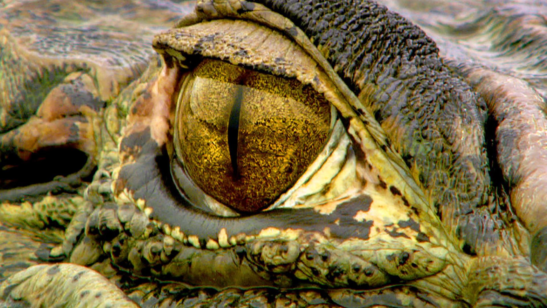 Дикая природа Амазонки (dikaja-priroda-amazonki) Документальный сериал