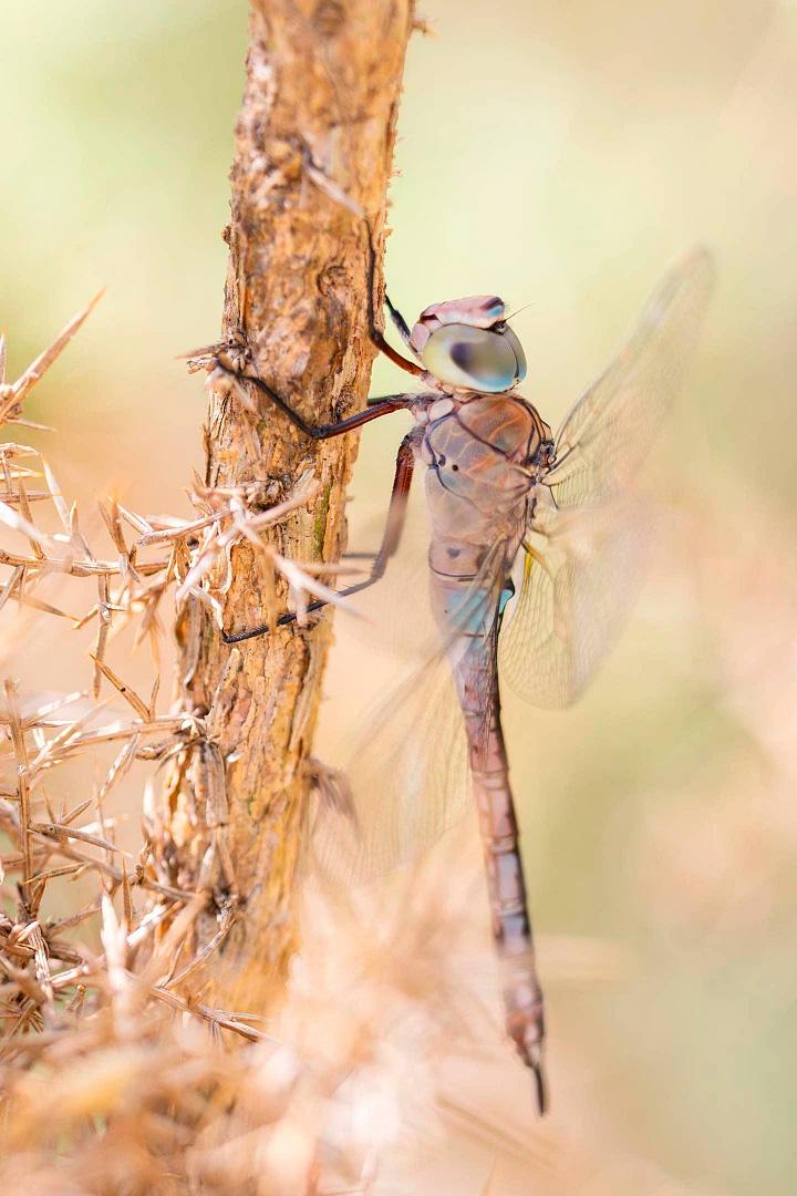 Libellules, salamandres et vipères : Une cohabitation au fil de l'eau (libellules-salamandres-et-vipres-une-cohabitation-au-fil-de-leau) Документальный фильм