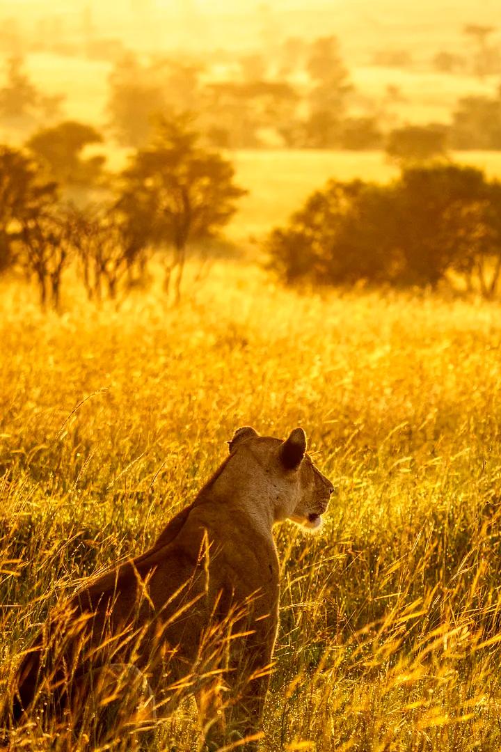 Rivière Mara, quand les sabots se taisent : Le berceau de la savane (rivire-mara-quand-les-sabots-se-taisent-le-berceau-de-la-savane) Документальный фильм